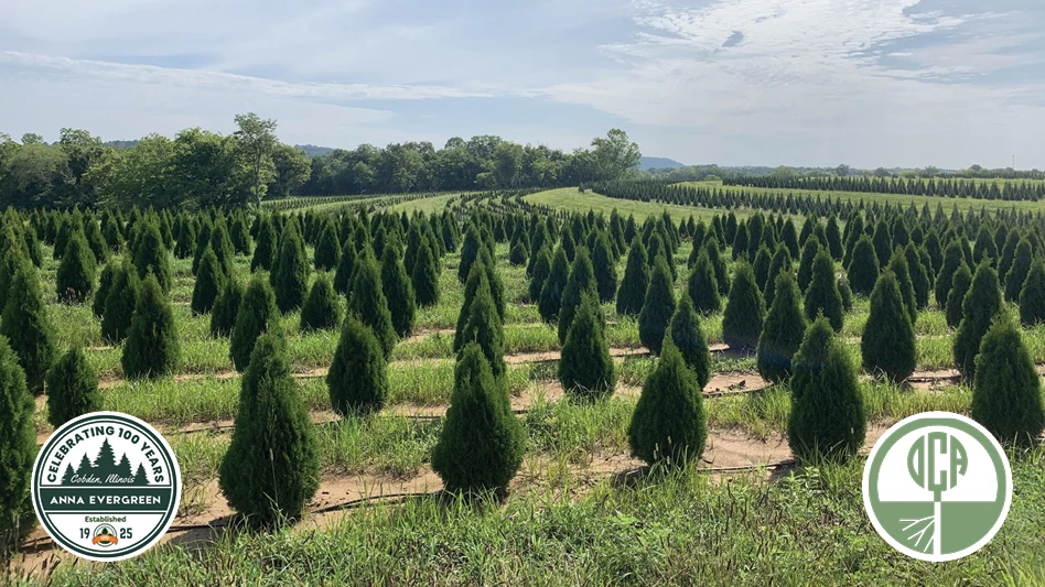 Several Evergreen trees growing in a field at a wholesale nursery.