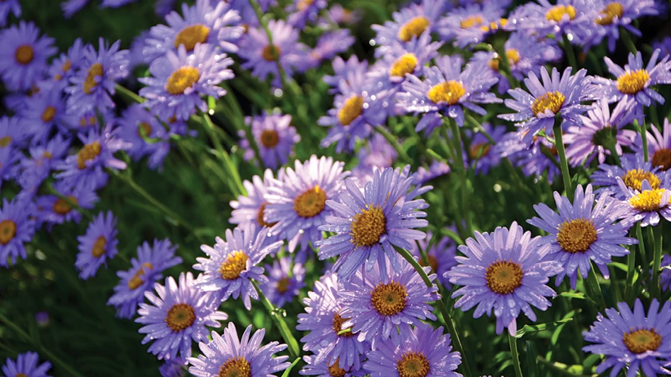 Aster: purple flowers with a yellow center growing in a cluster.