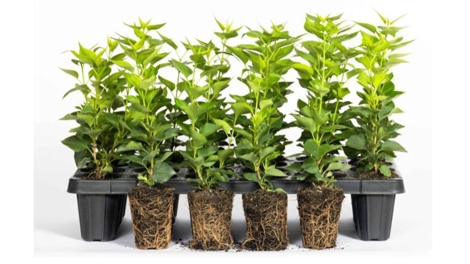Green plants in a black liner tray.