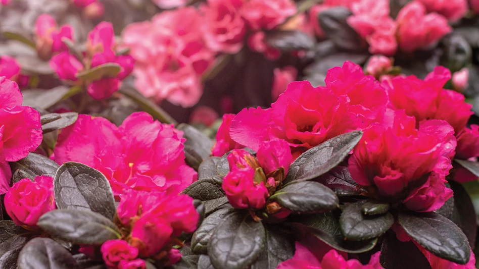 Plants with hot pink flowers and dark brown leaves.