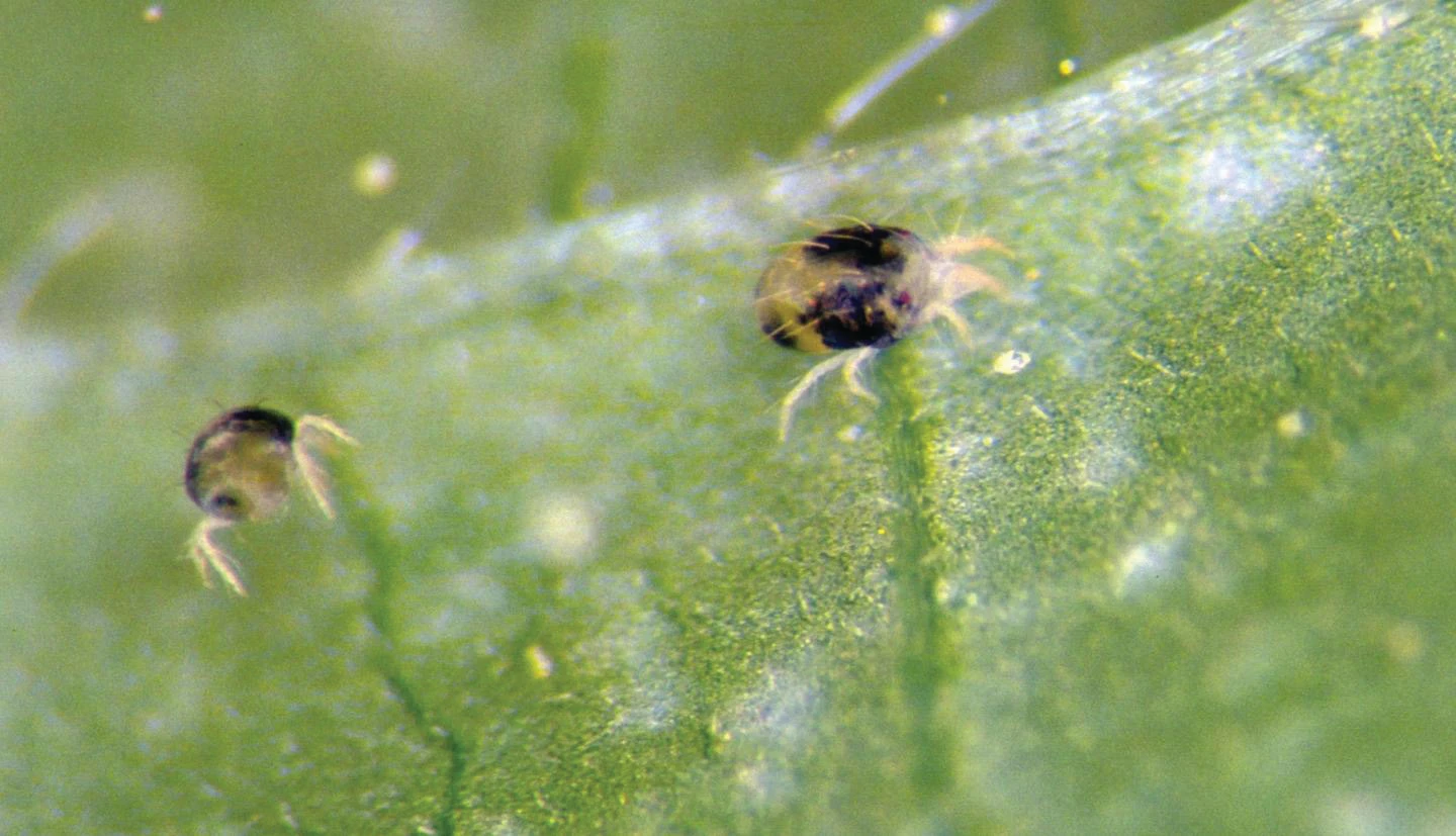 A closeup photo of two small brown insects on a green leaf.