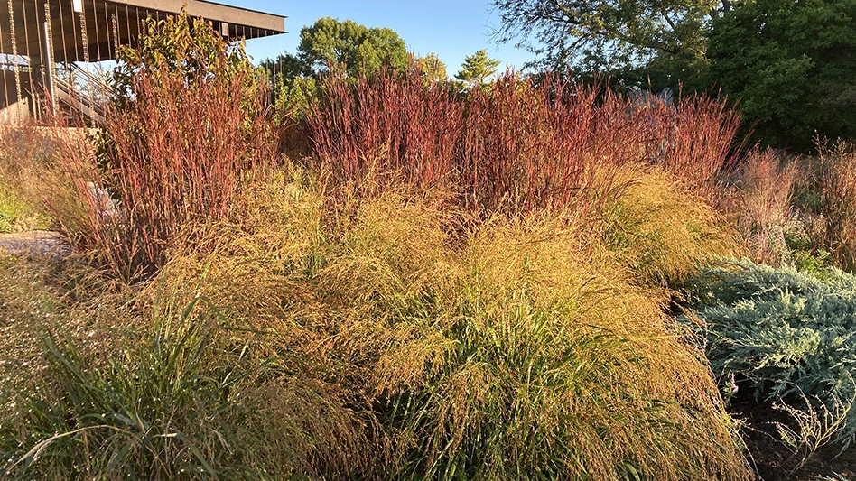 A photo of a garden landscape with grassy reddish brown plants.