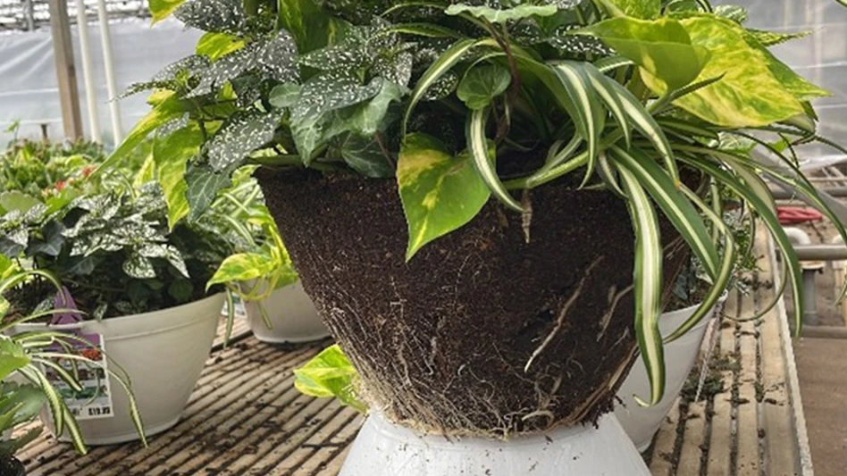 A photo of the root zone of a plant with green leaves showing brown soil shaped by a plant pot in a greenhouse.