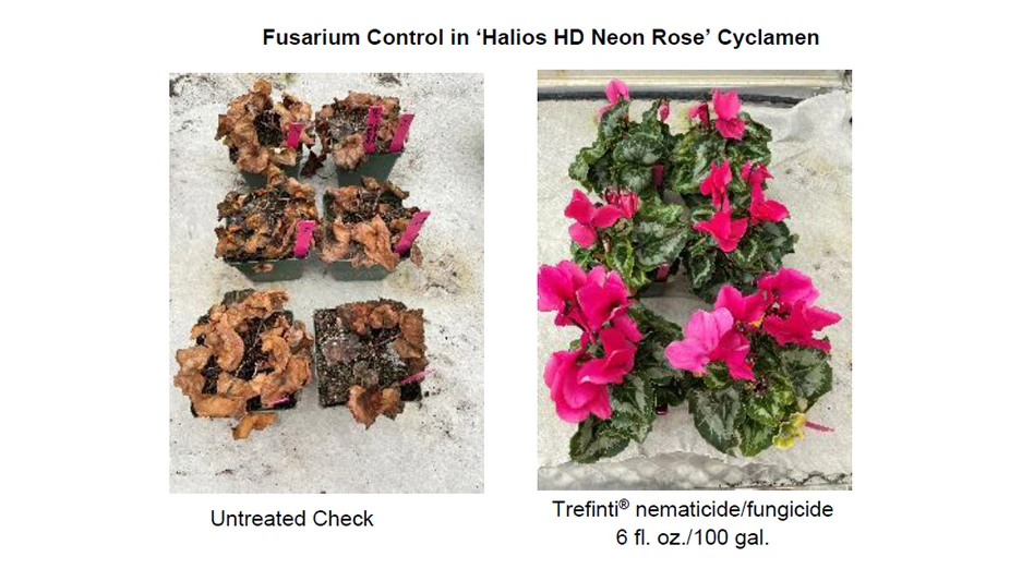 Two side by side photos, one showing wilted and brown flowers, the other showing healthy pink flowers and green leaves.