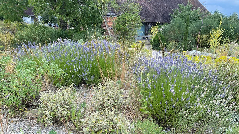 A front yard full of plants.