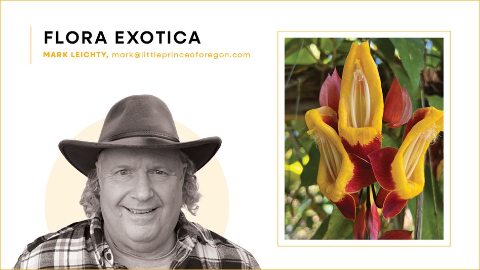 Black and white headshot of Mark Leichty; to his right is a photo a a red and yellow exotic flowering vine