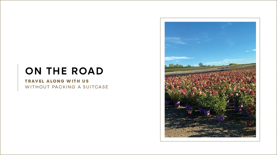 A photo of hydrangeas growing in a field.