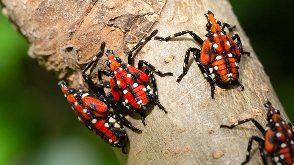 spotted lanternfly nymphs on a tree trunk