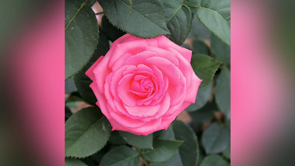 A pink rose with green leaves.