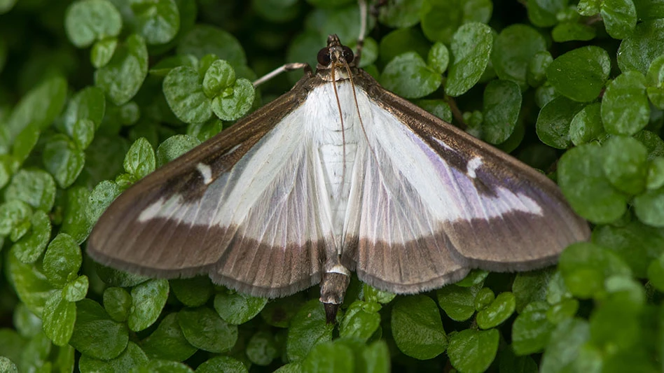 A brown and white box tree moth on a green plant.
