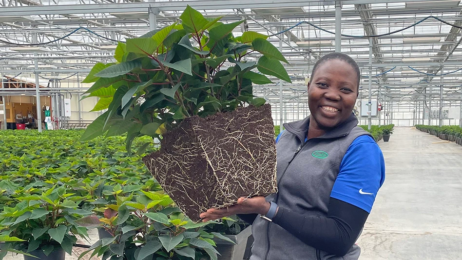 Photo of a woman holding a poinsettia in a wide greenhouse.