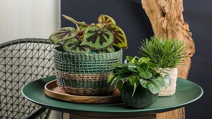 Close-up of plant related home decor