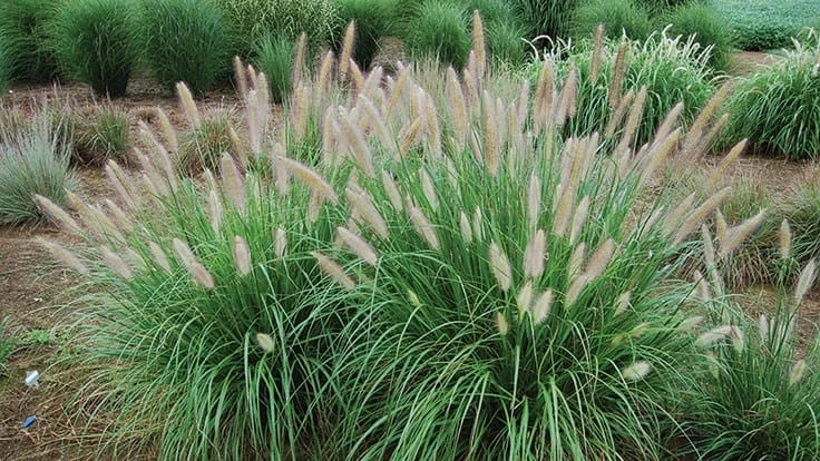 Etouffee (PA17) is a reduced seed cultivar of Pennisetum alopecuroides.