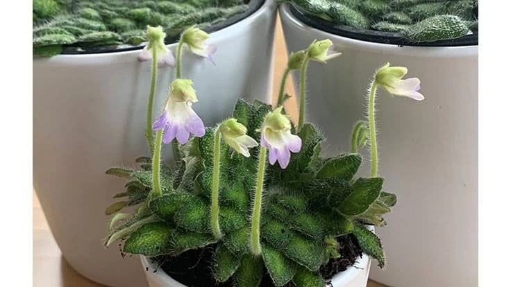 Dainty white to lavender flowers adorn Petrocosmea cryptica.