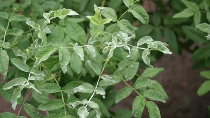 Clemson University - USDA Cooperative extension, Bugwood.org