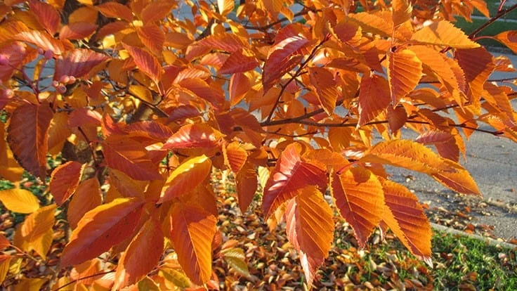 Fall color of Sorbus alnifolia
