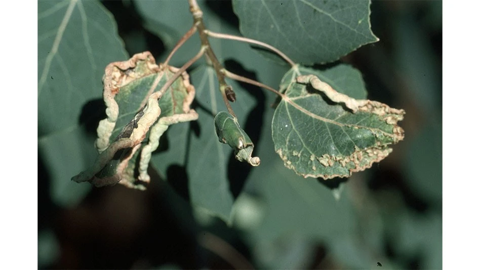 Leaf curl induced by eriophyid mite
