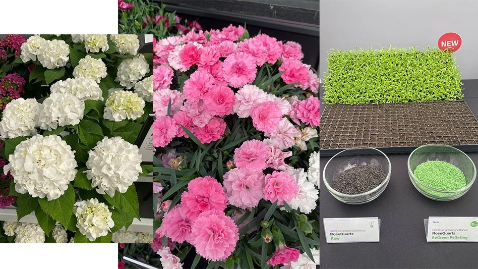 left image white hydrangea, middle image pink dianthus flowers, right image two bowls of seeds