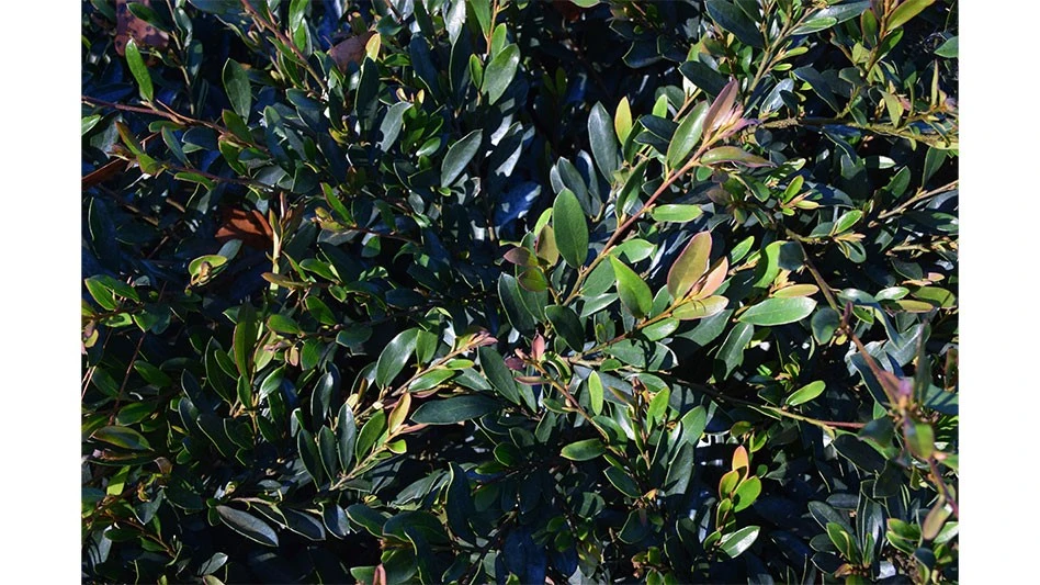 Distylium Little Boxer