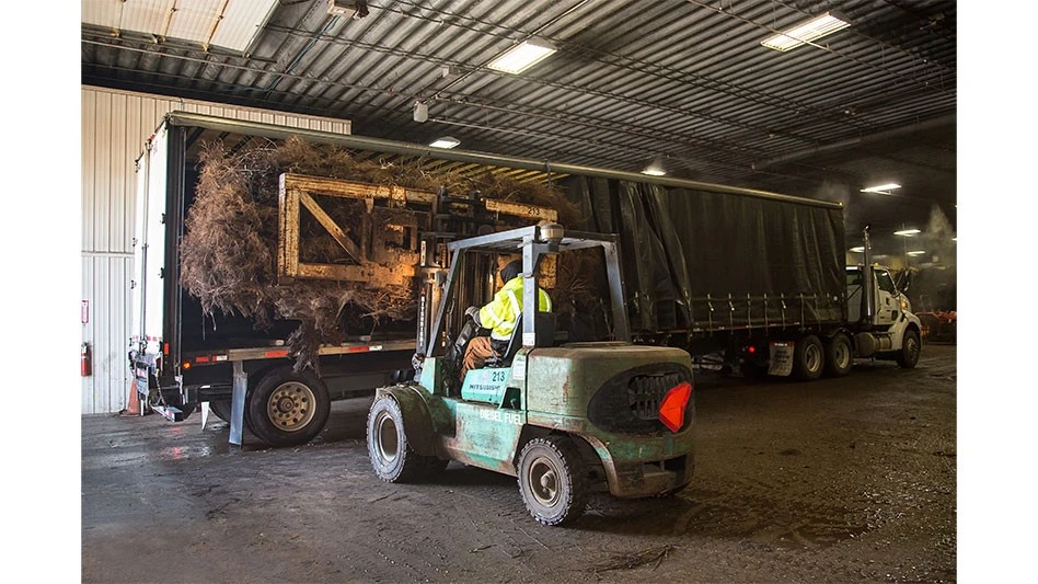 Forklift operator loading bareroot nursery stock onto a truck for shipping.