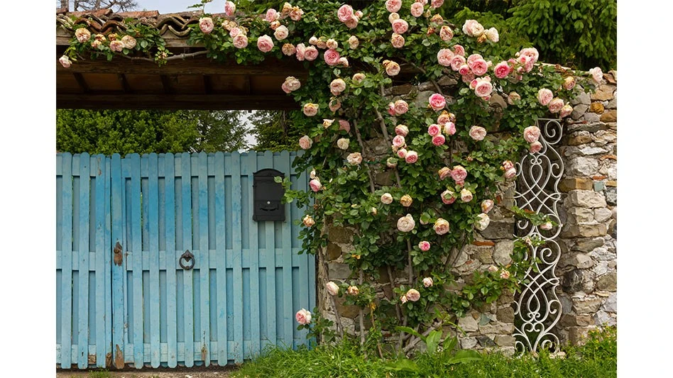 Climbing roses were in short supply last year.
