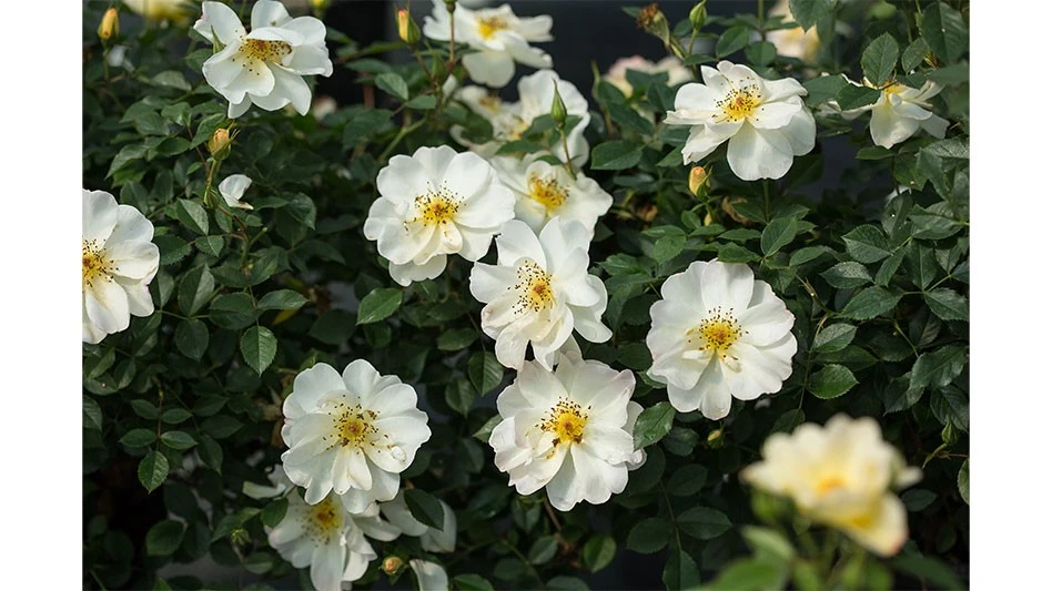 white flowers with yellow centers and dark green leaves