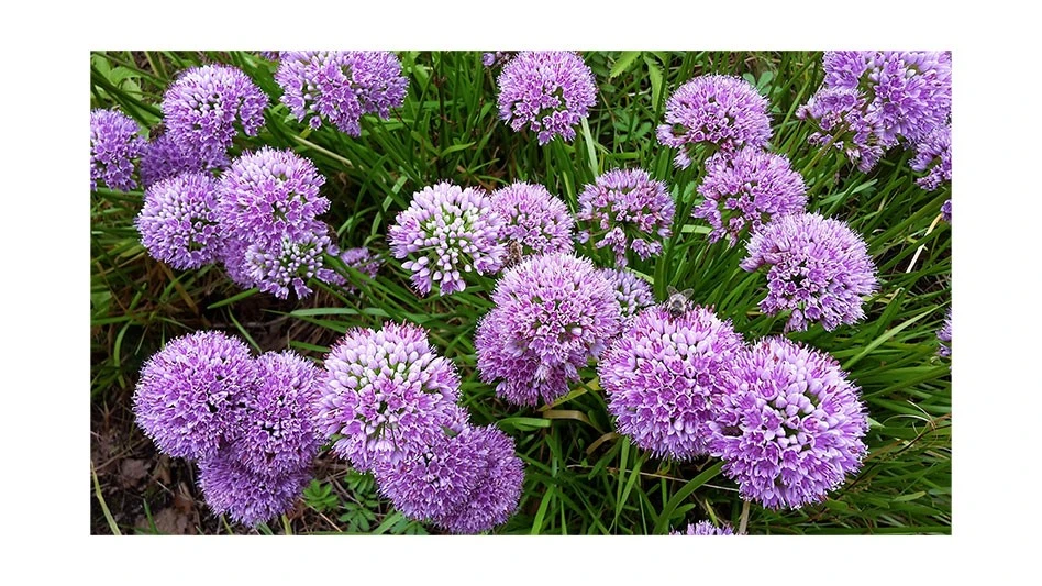 Blooming purple garlic chives