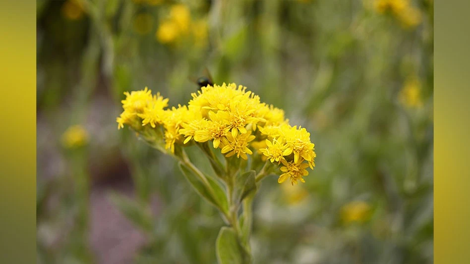 Stiff goldenrod is an excellent native plant for pollinators in the fall.