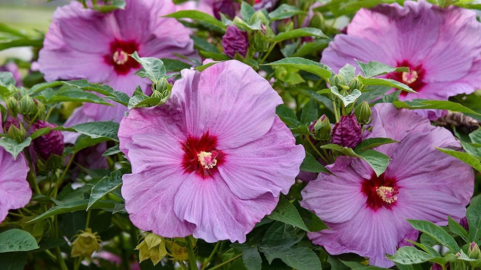 A number of pink flowers with dark centers and green leaves