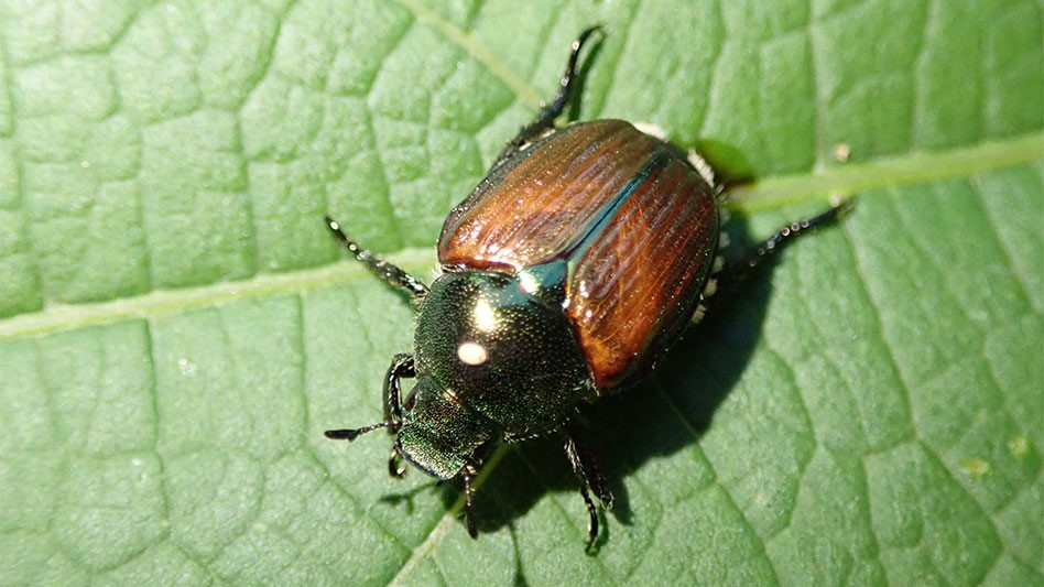 Control tips and predators of the Japanese beetle Nursery Management