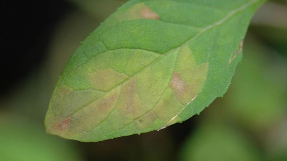 a green leaf with brown discoloration