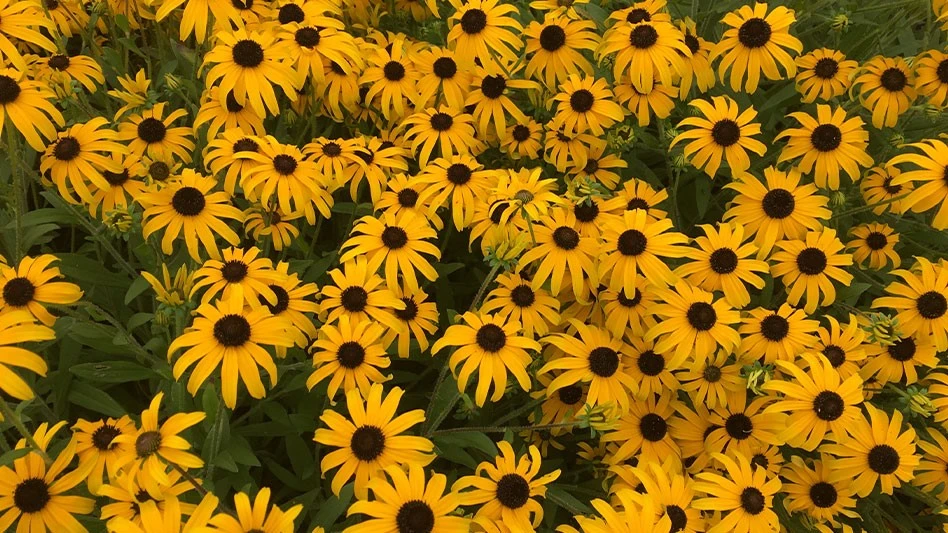 a number of yellow flowers with dark brown centers