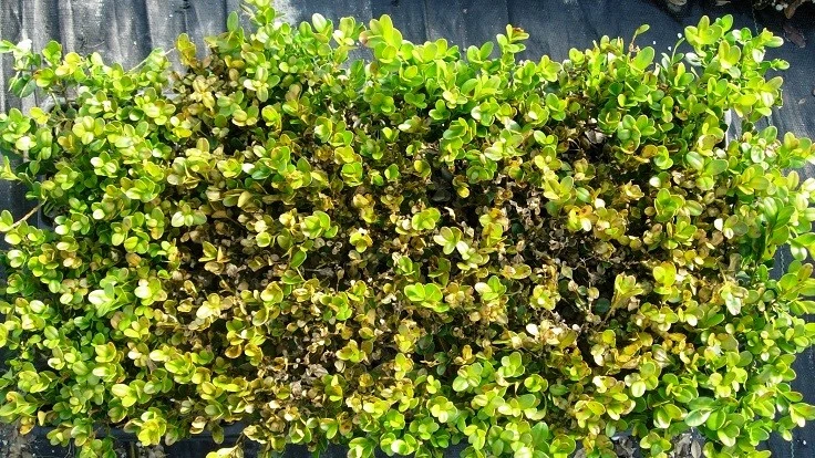 diseased boxwood