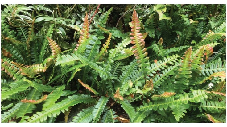 Blechnum penna-marina