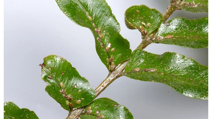 Brown soft scale (Coccus hesperidum), a soft scale, on a fern.