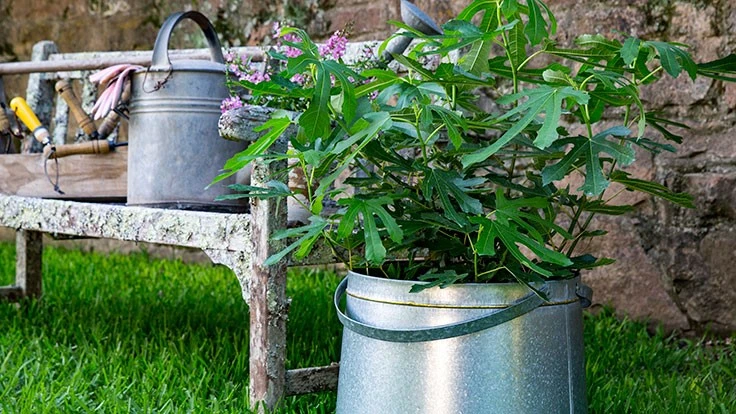 Ficus caria ‘Little Miss Figgy’ 