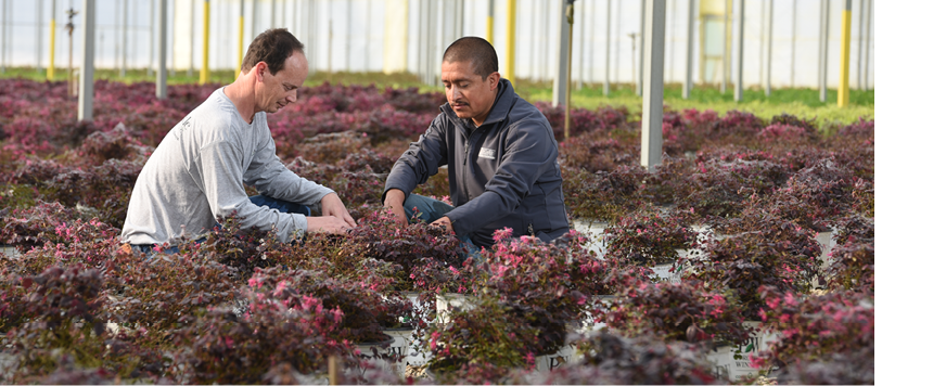 A softer approach - Nursery Management