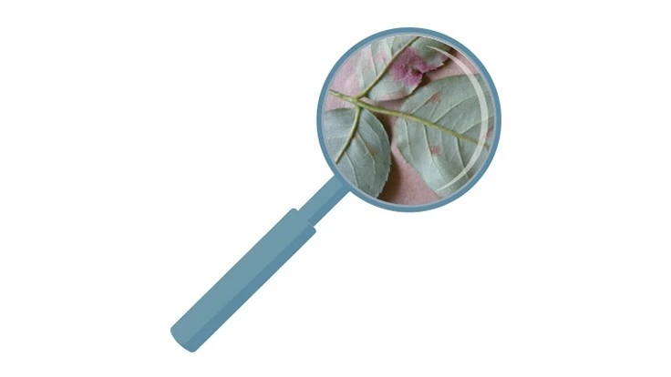 Photo by Lynn Ann Hyatt, Cornell University