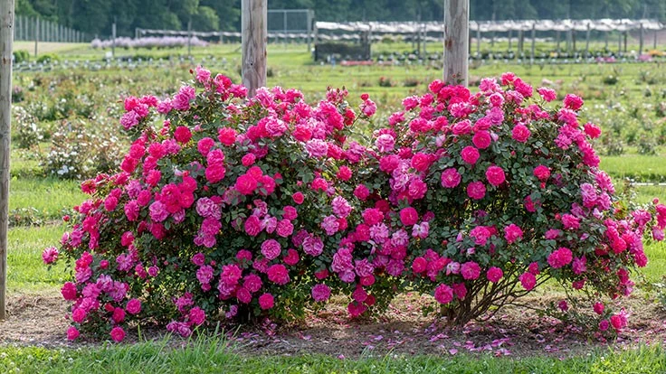 Highwire Flyer, one of the A.R.T.S. 2020 Local Artist Roses