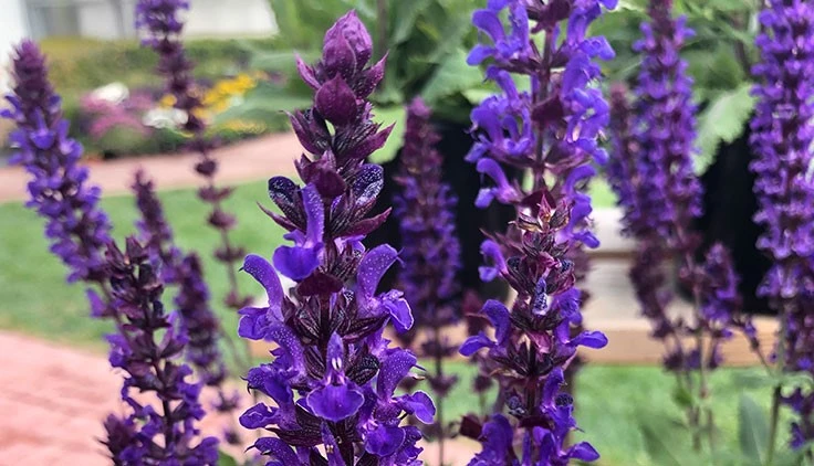 Salvatore Blue salvia from Kieft Seed, one of many new introductions on display at 2019 Spring Trials.