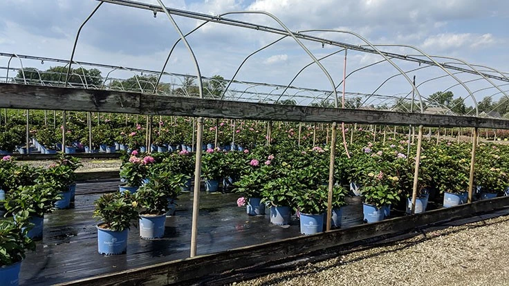 Willoway Nurseries is one of the stops on the 2019 Nursery Production Tour.