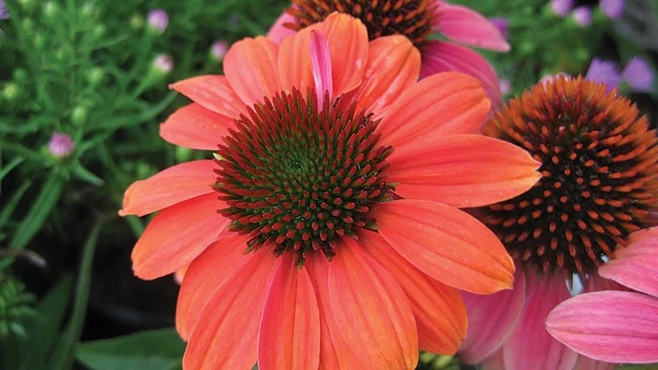 Echinacea Sombrero Hot Coral 