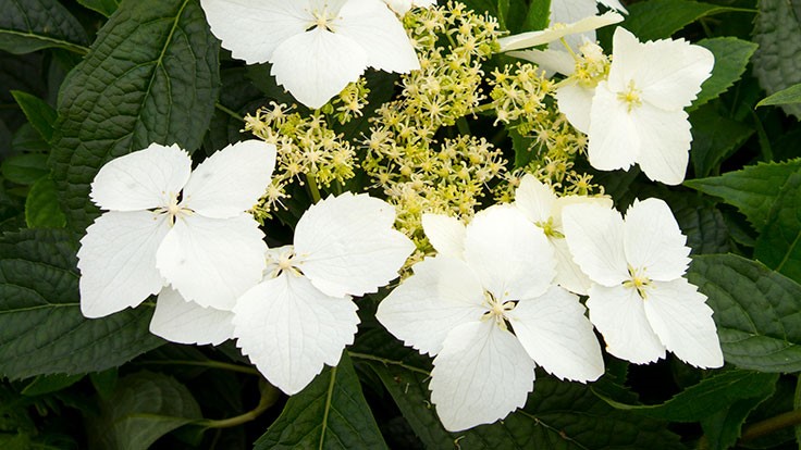 Hydrangea angustipetala - Nursery Management