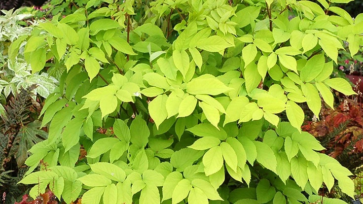 Aralia Sun King