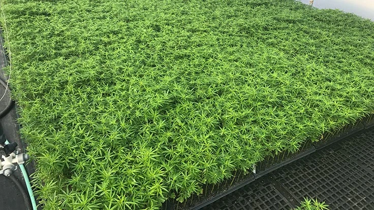 Picture of green plants