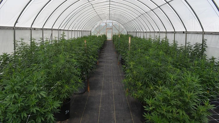 A test crop of industrial hemp grows in a high tunnel at Kansas State University's John C. Pair Horticulture Center in Haysville in July 2019.