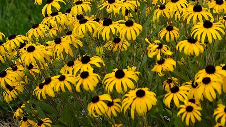 AAS winner Rudbeckia × ‘American Gold Rush’