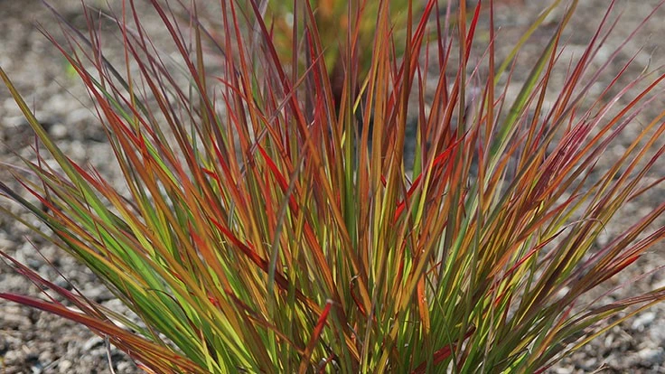 Andropogon 'Dancing Wind'