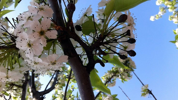 Photo courtesy of Jill Calabro.