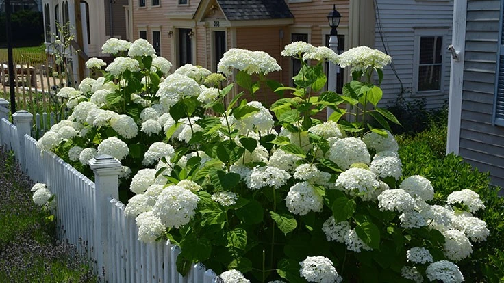 H. arborescens 'Annabelle' in Cape Cod